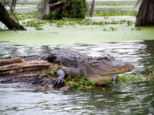 Alligators bayou Louisiane