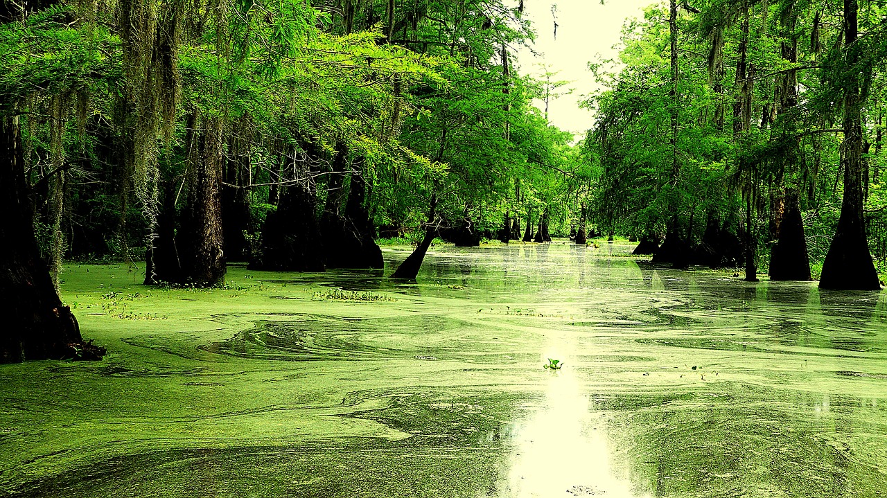 Bayou de Louisiane