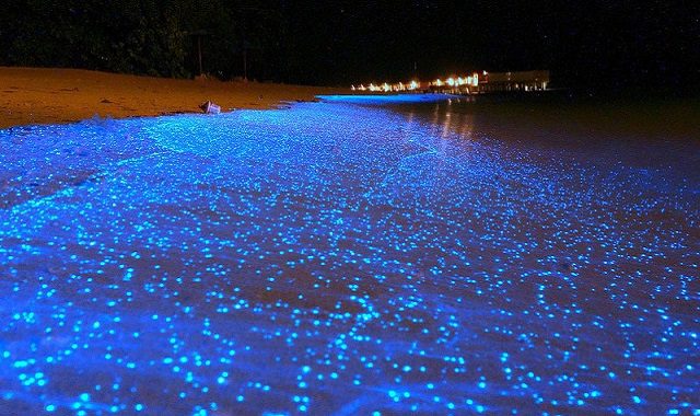 Bioluminescence marine