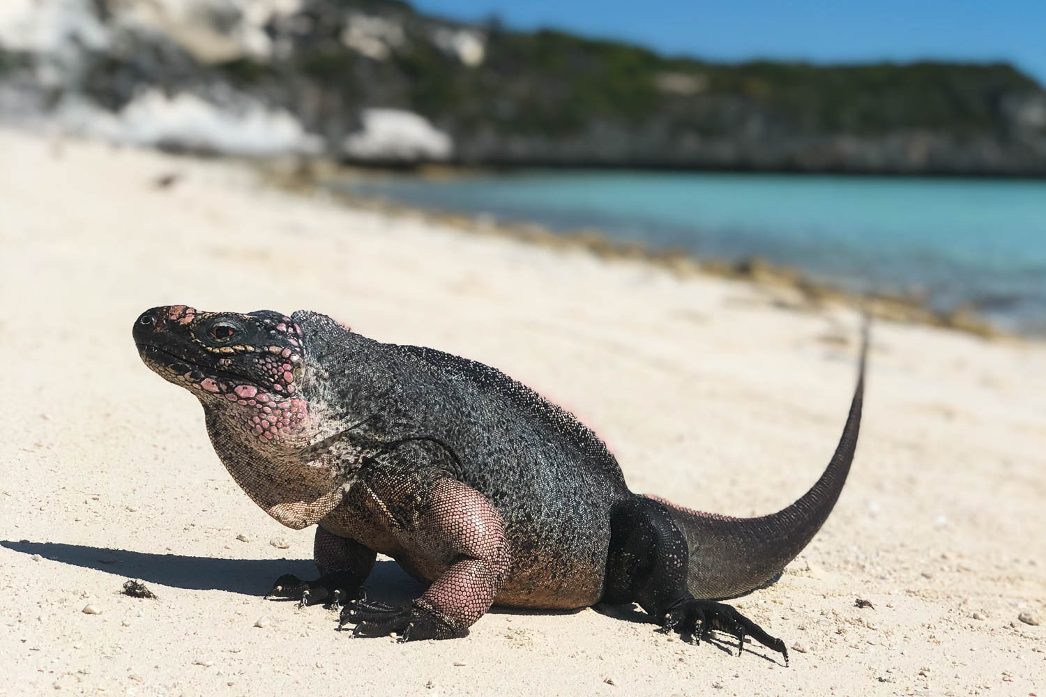 Bitter Guana Cay
