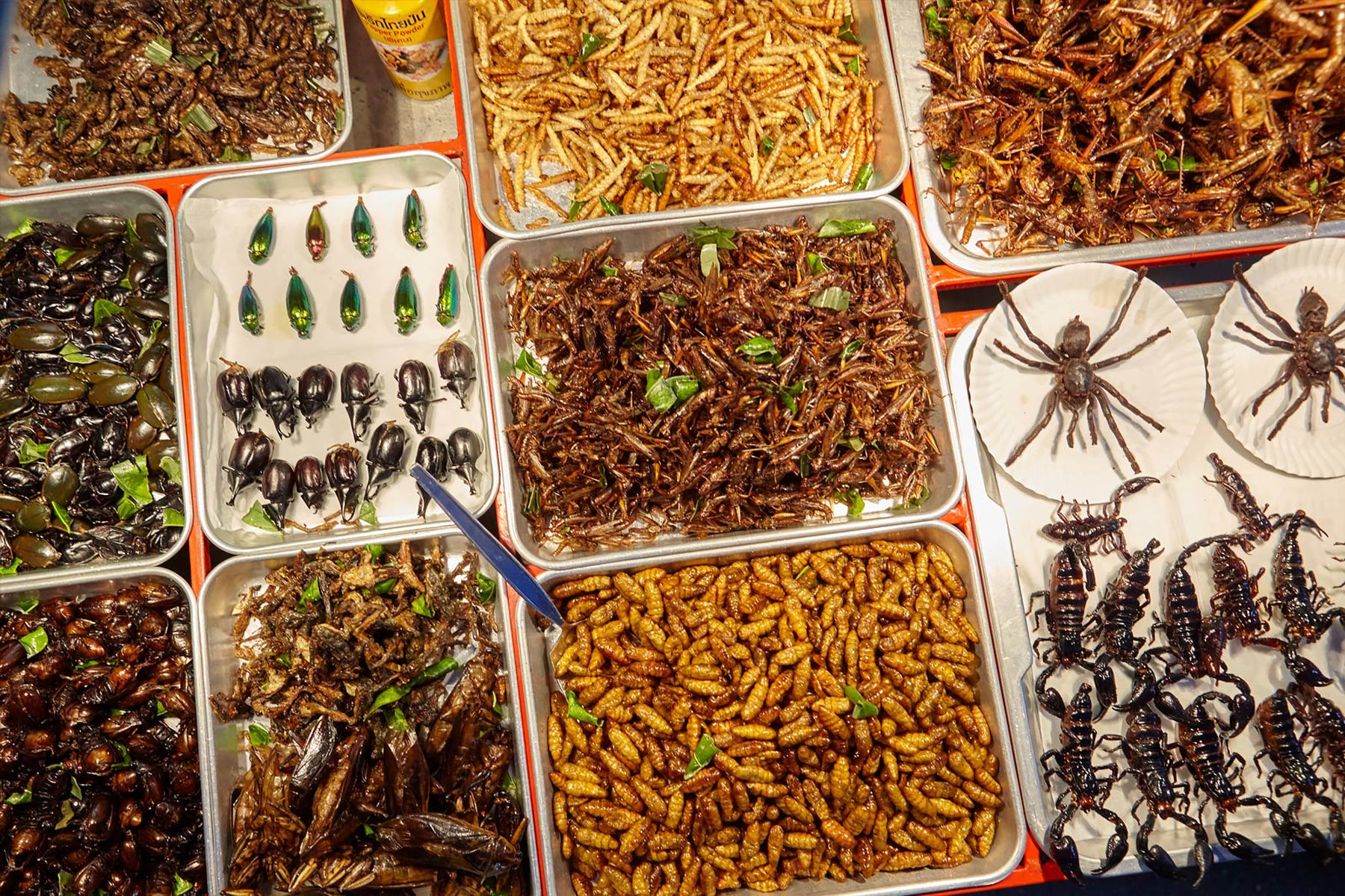 Bizarre Foods Thaïlande Insectes