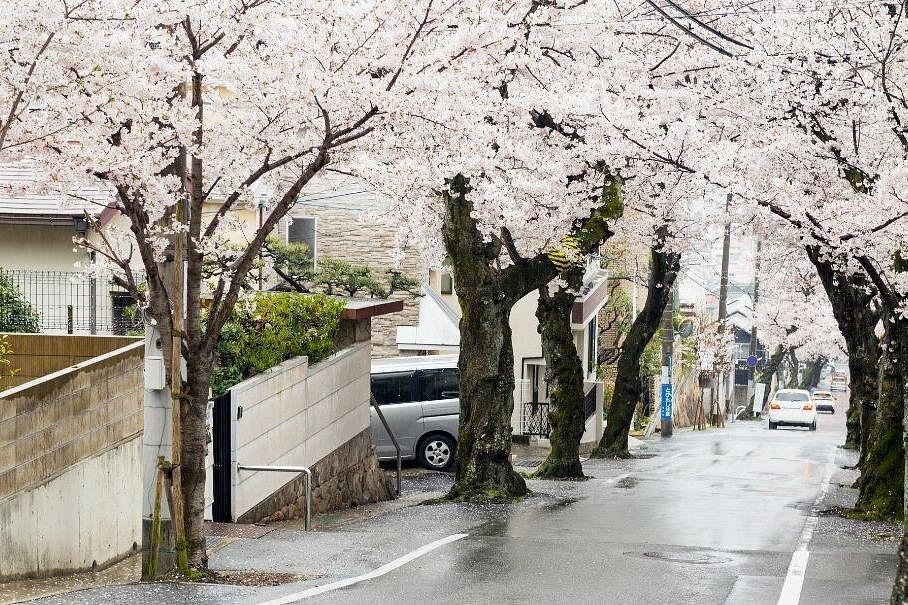 Cerisiers Kobe expérience