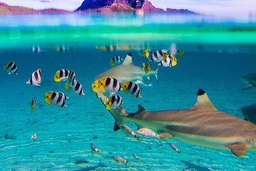 Coral Gardens