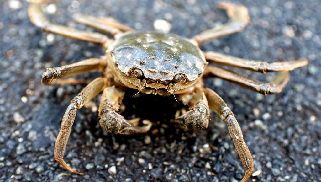 Crabe chinois Shanghai
