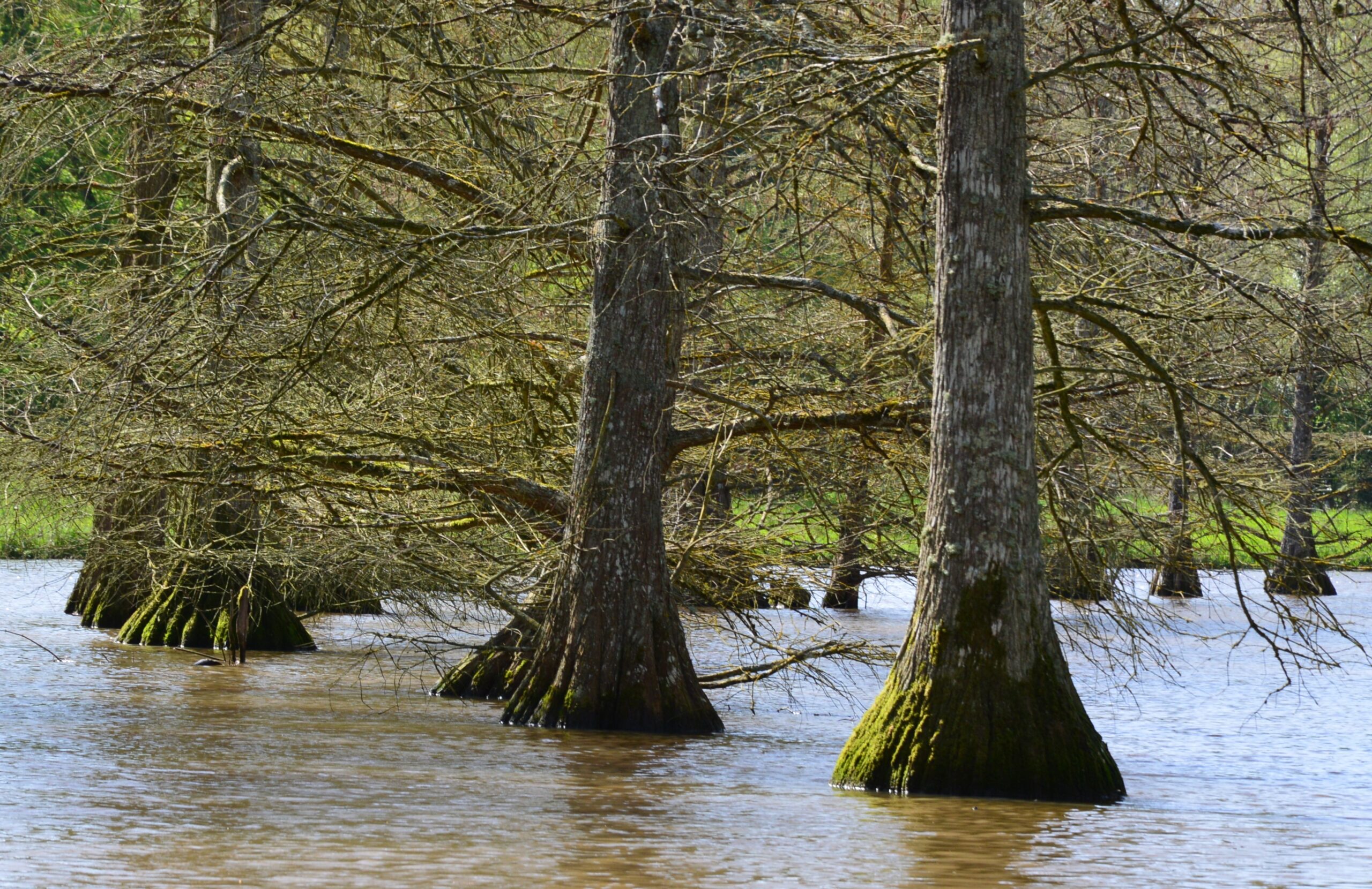 Cyprès chauves bayou