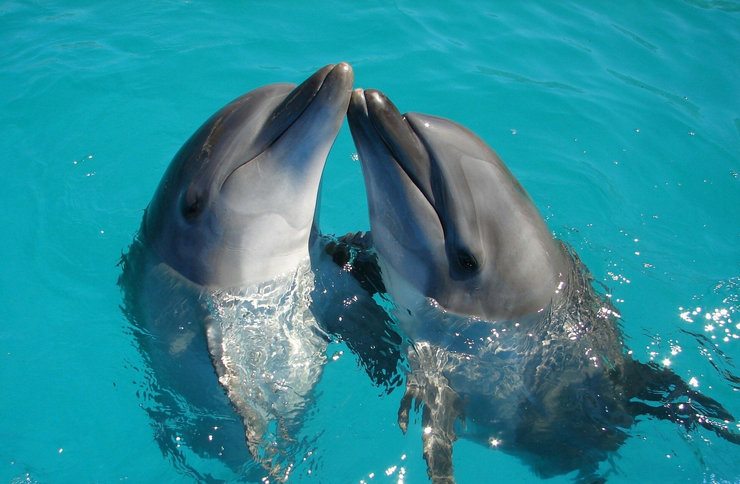 Nager avec les dauphins