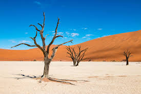 Dead Vlei