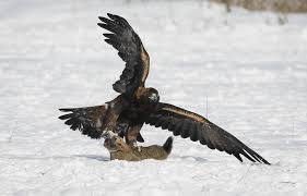 Démonstration aigle doré