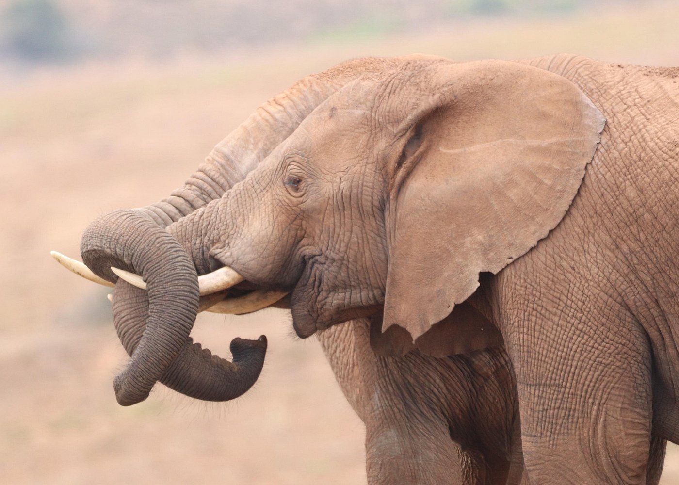 Parc Addo Afrique Sud