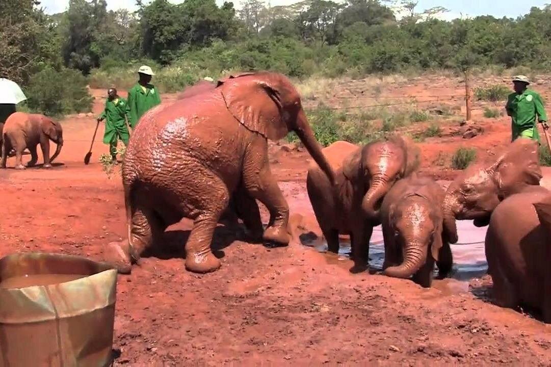 David Sheldrick Nairobi