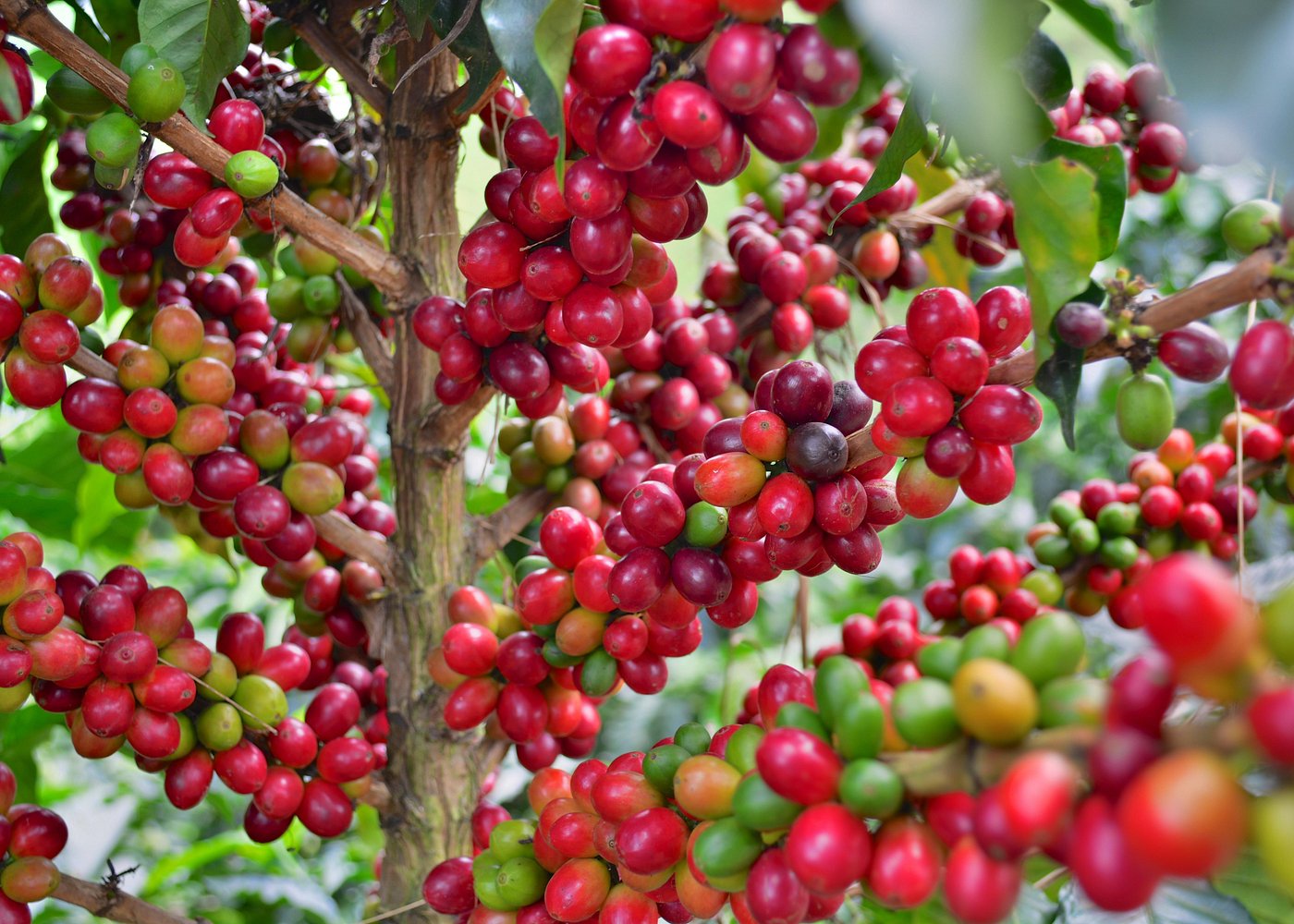 Finca del Café Pereira