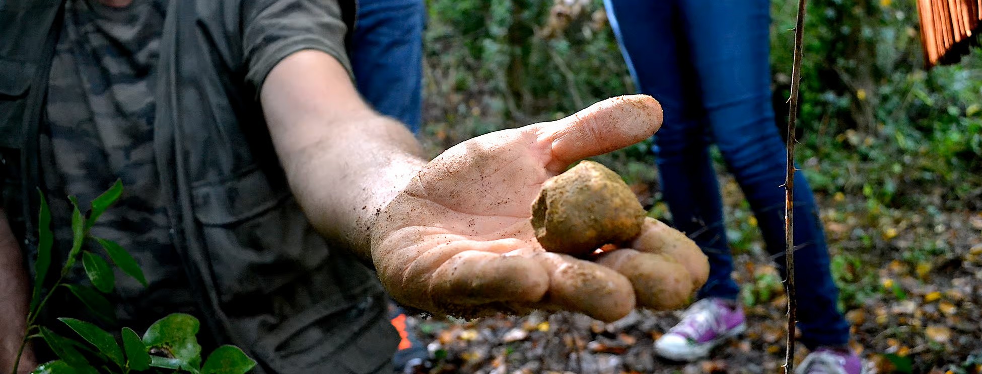 Chasse truffe déjeuner vin Florence
