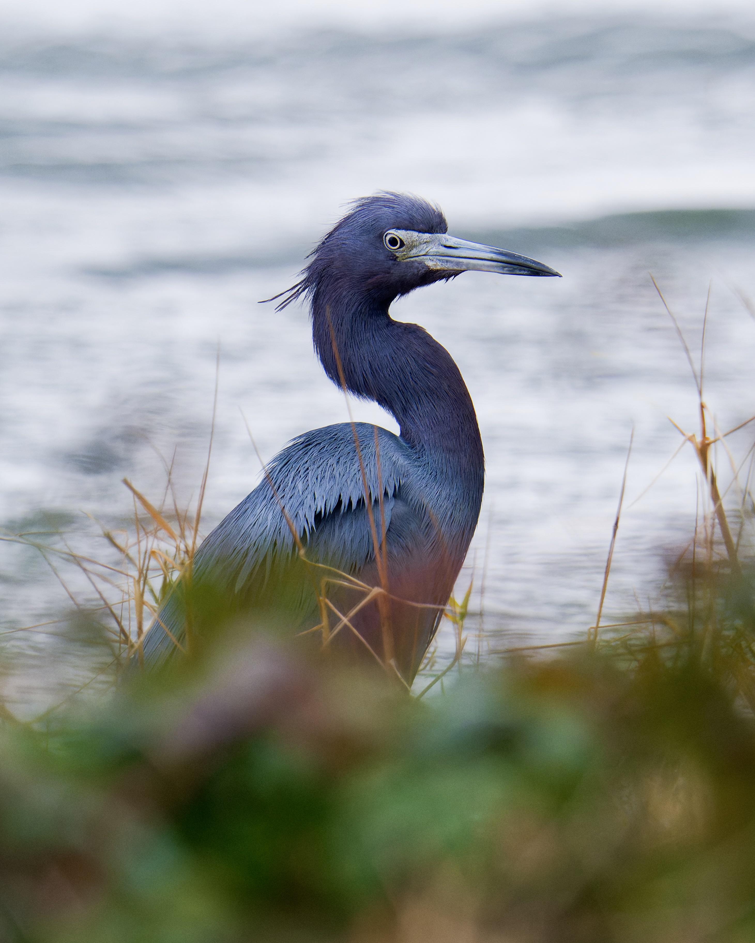 Hérons et oiseaux bayou