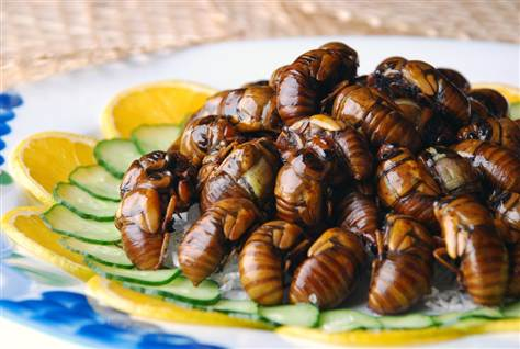 Insectes comestibles