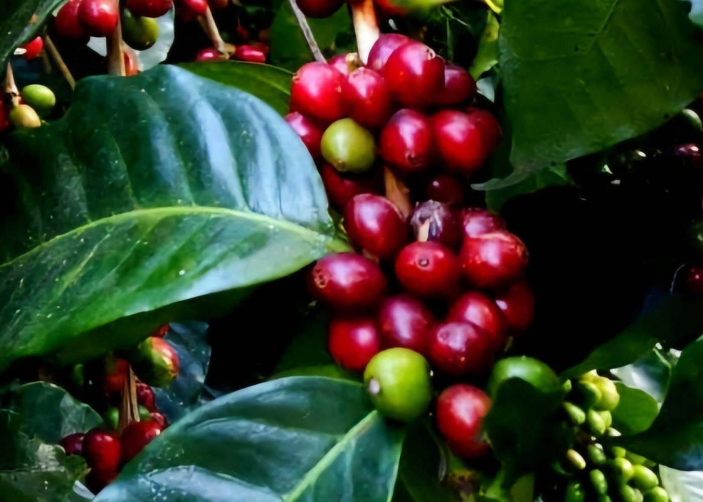 Minca café randonnée écologique