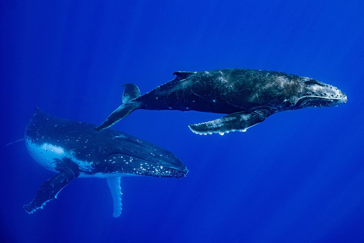 Nager avec baleines Moorea