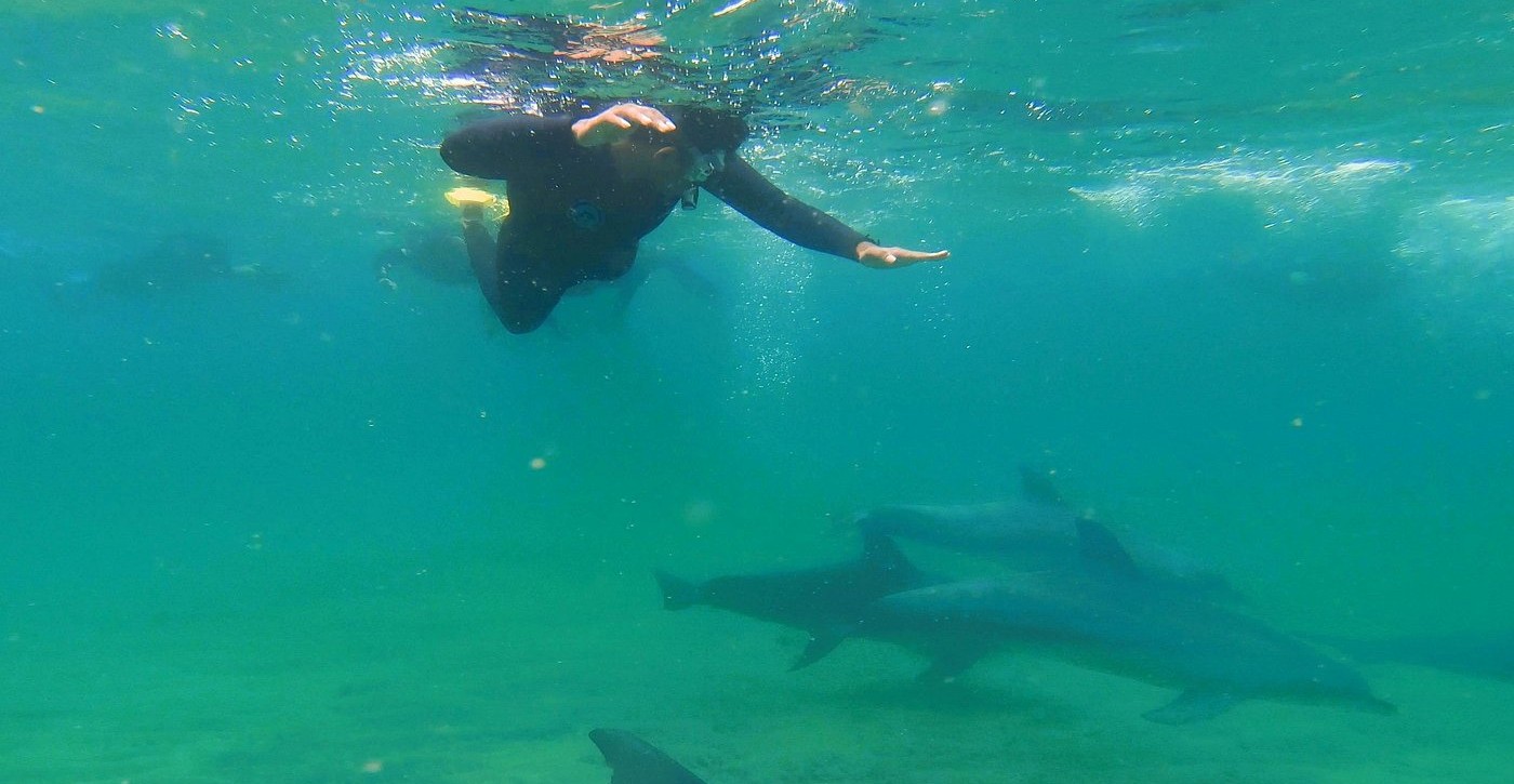Nager avec les dauphins à Bunbury