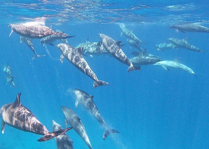 Dolphin House Hurghada