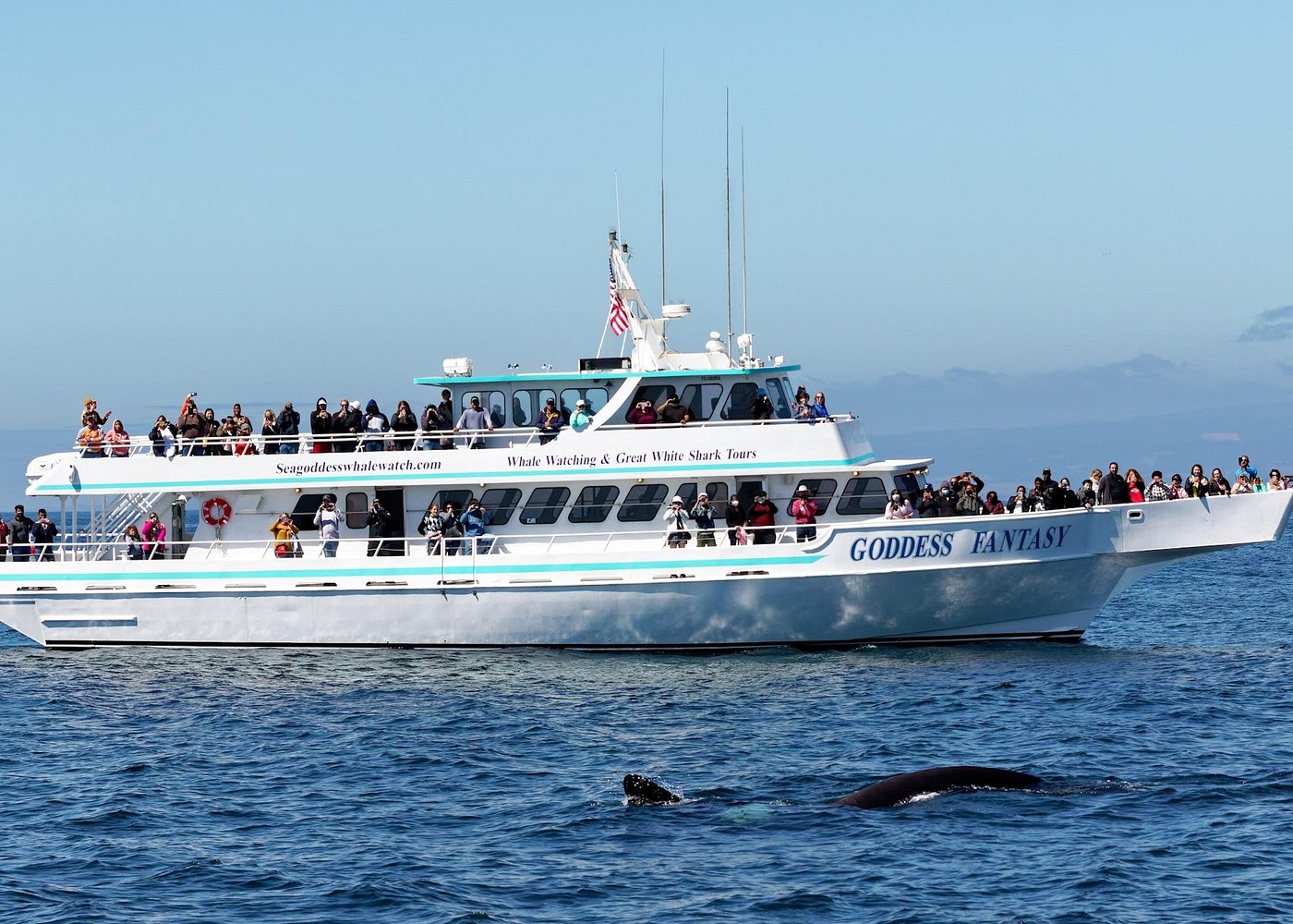 Baleines Monterey Bay