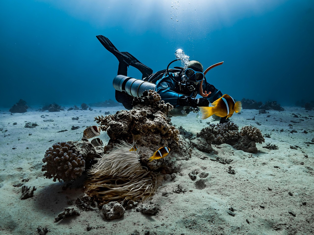 Plongée sous-marine
