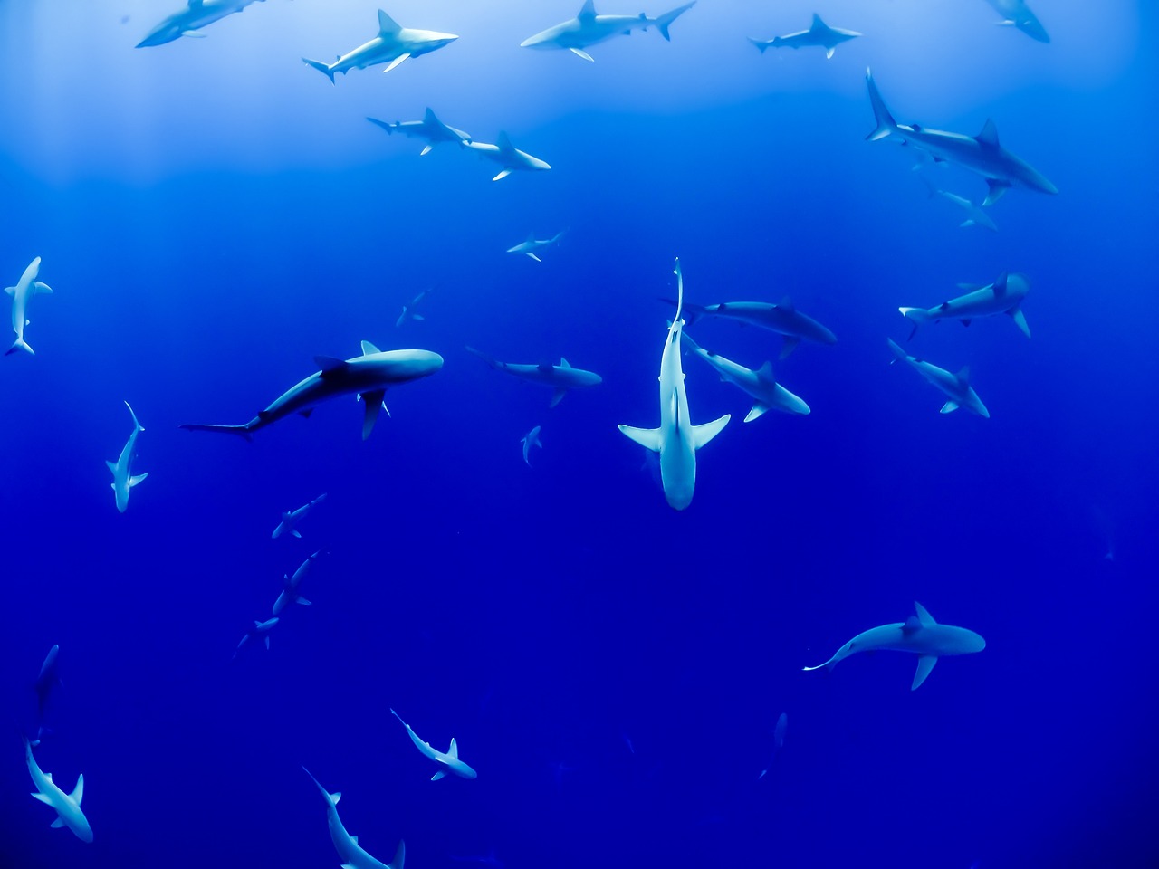 Plongée avec les requins