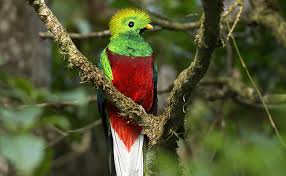 Quetzal resplendissant