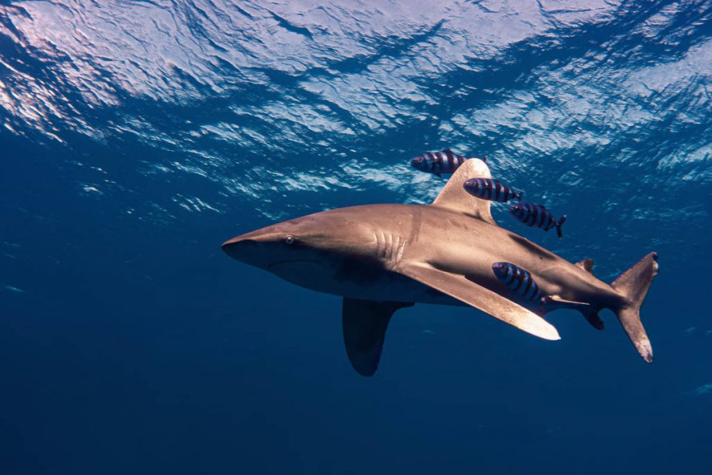 Requins de récif