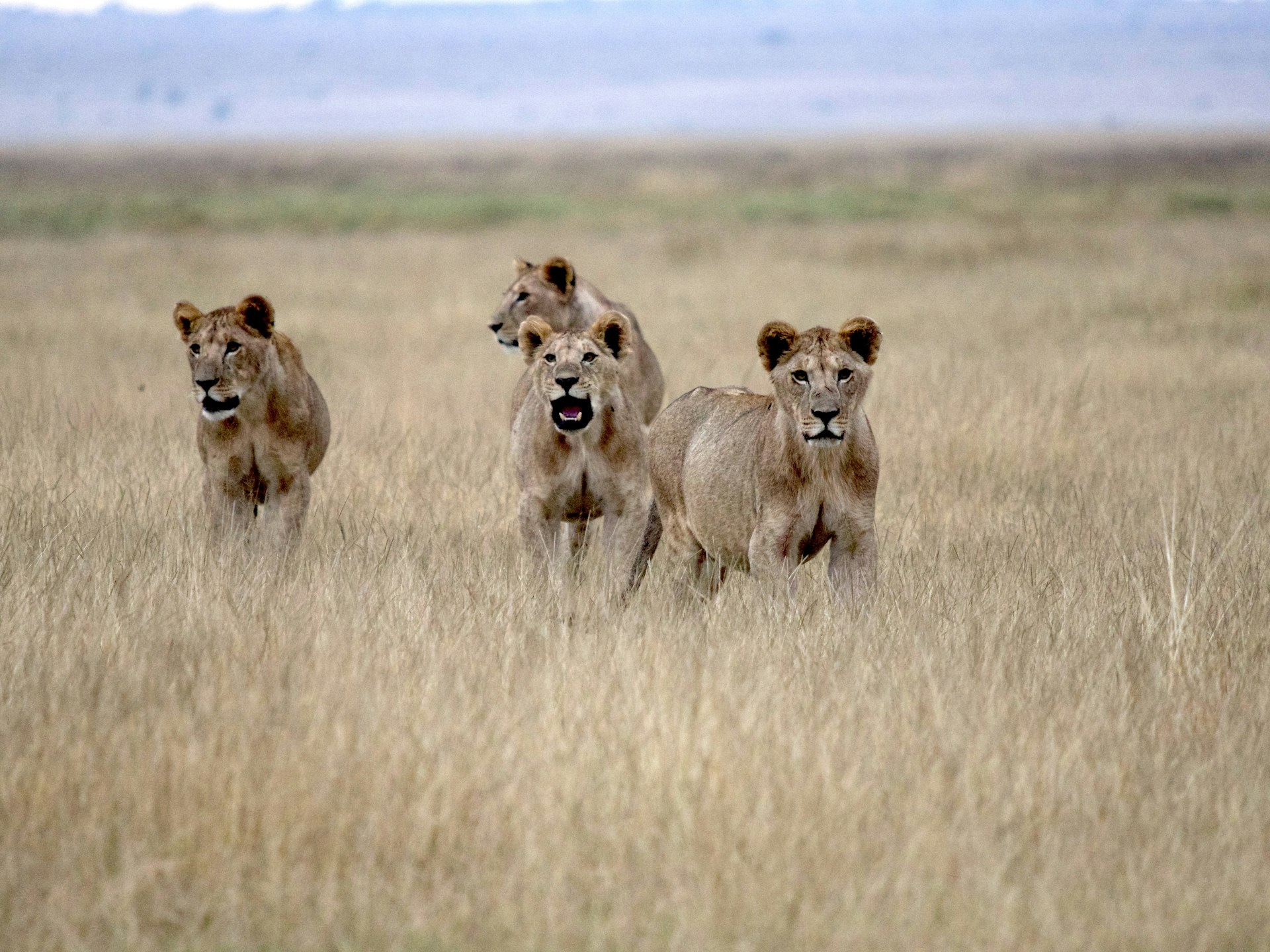 Lions dans la savane