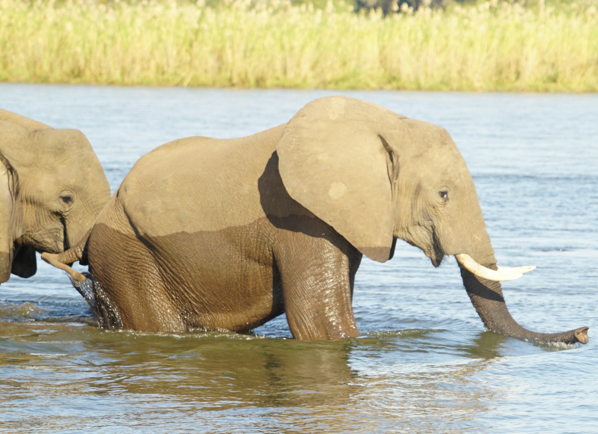 Éléphants au point d'eau