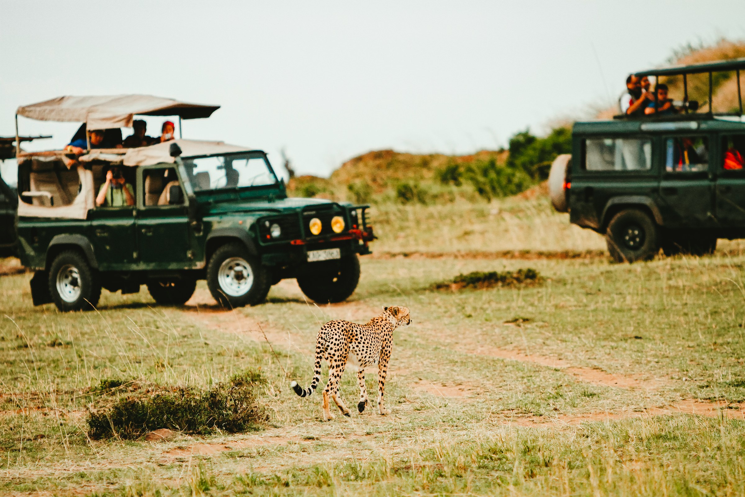 Véhicule de safari