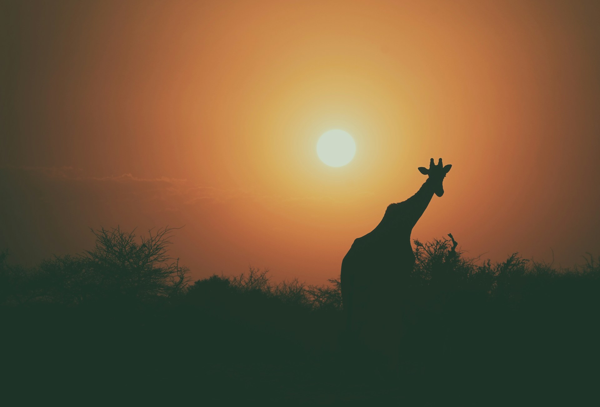 Girafes au lever du soleil
