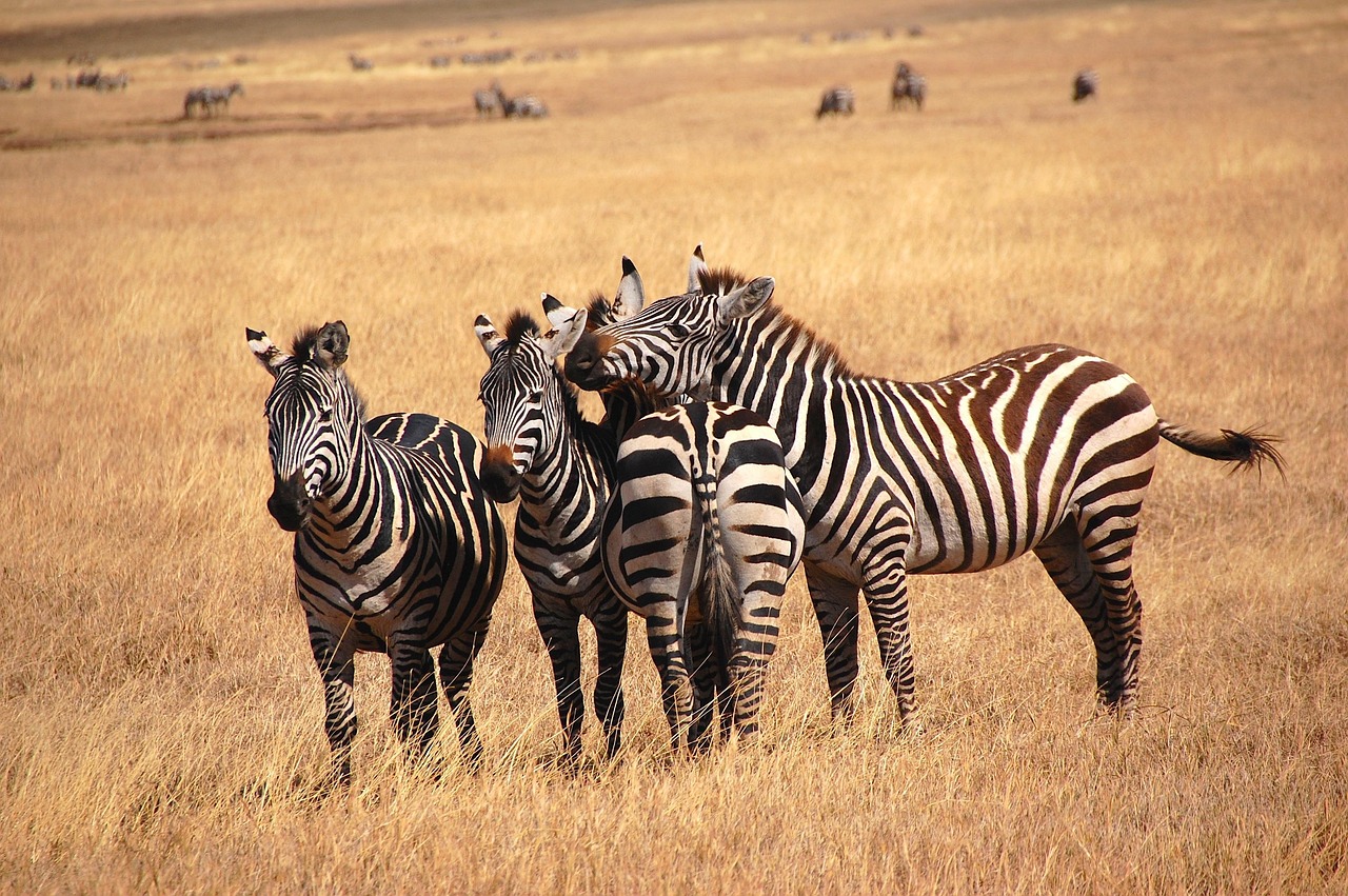 Tanzanie
