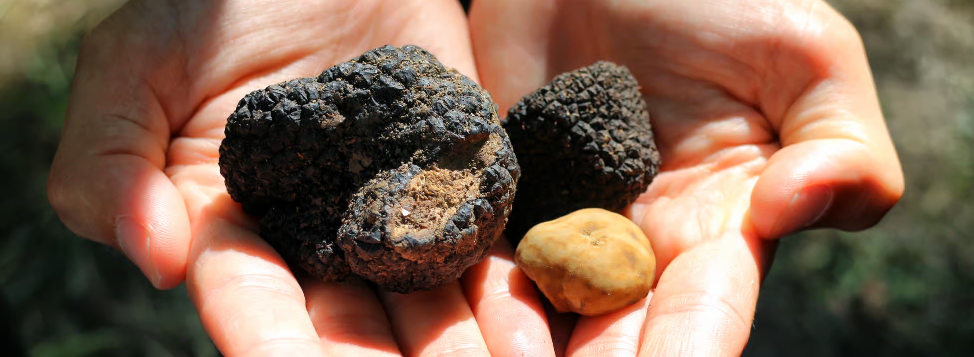 San Gimignano truffe déjeuner vin