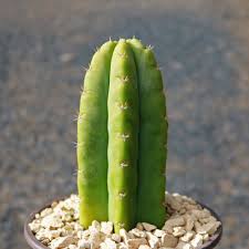 San Pedro Wachuma