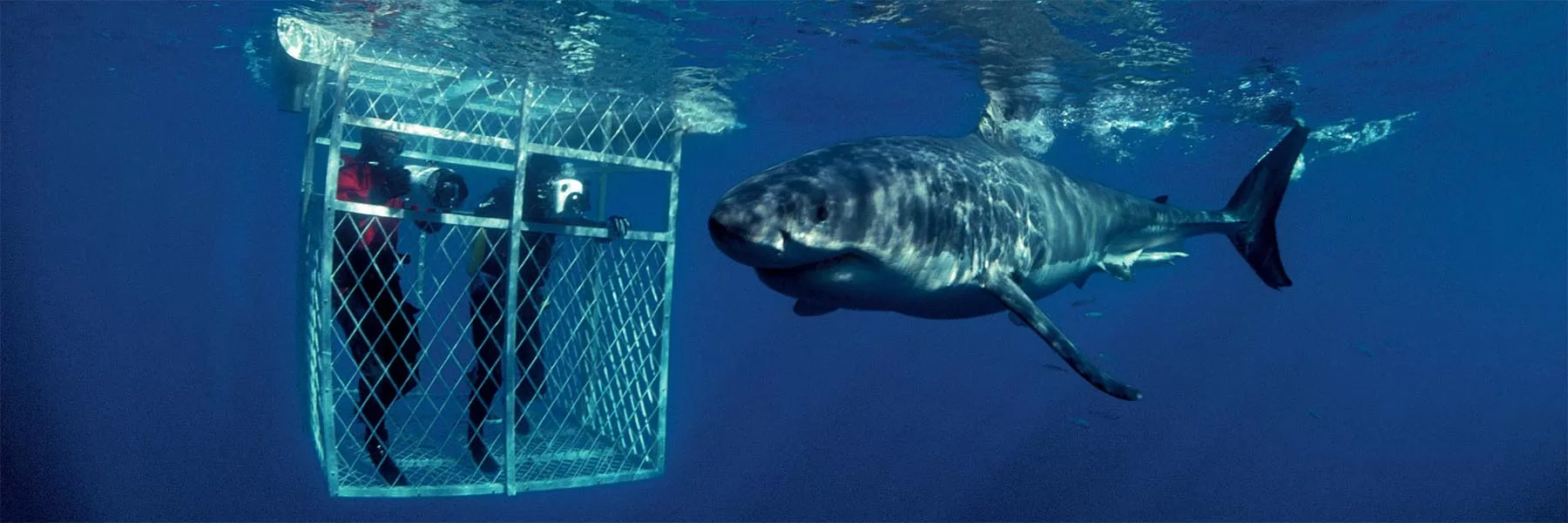 Plongée cage requins Afrique du Sud