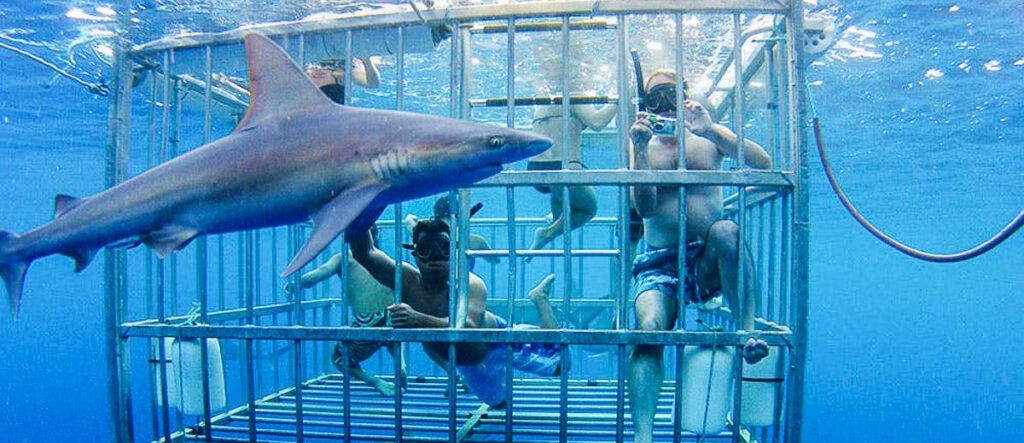 Plongée requins Hawaï