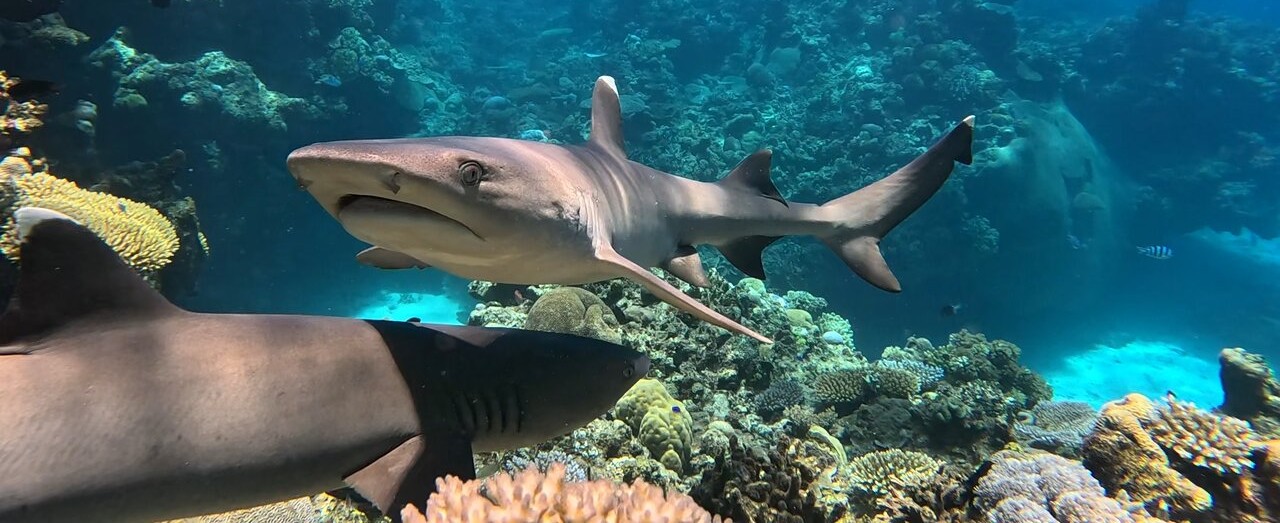 Snorkeling requins Fidji