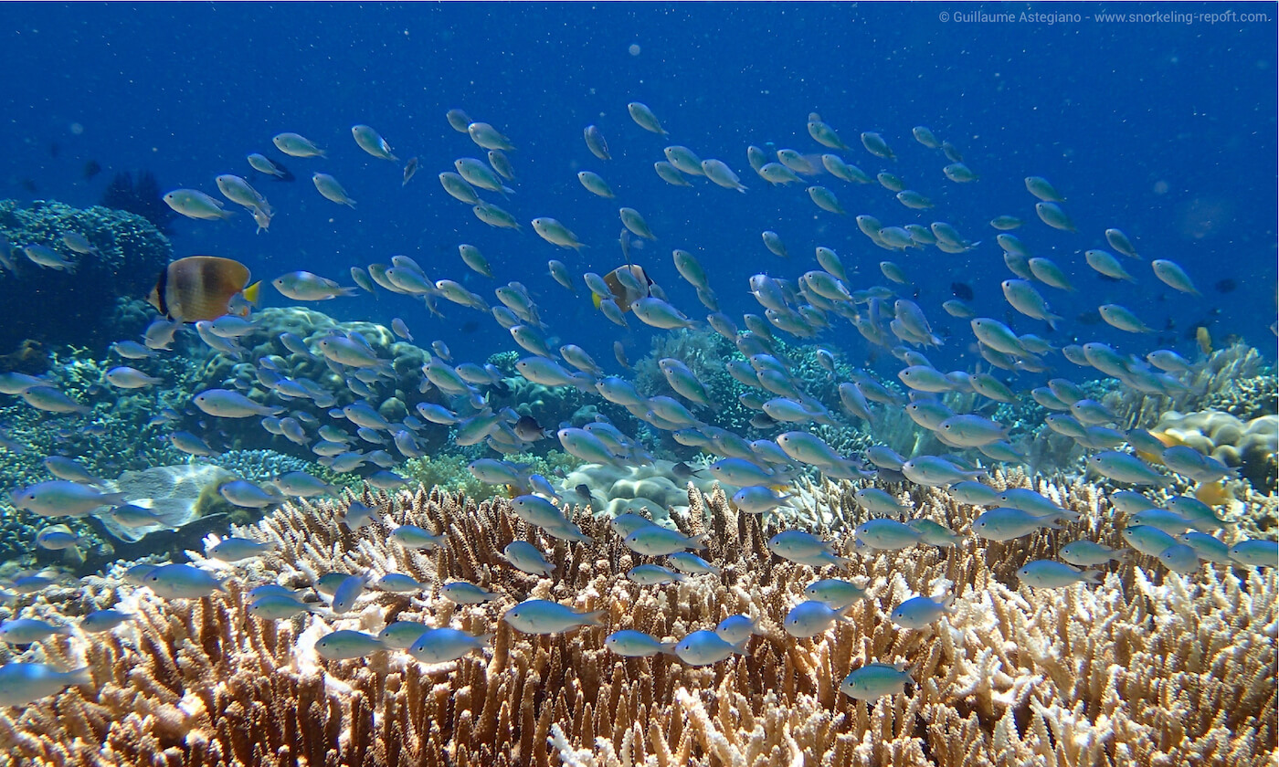 Snorkeling récifs Isla Mujeres