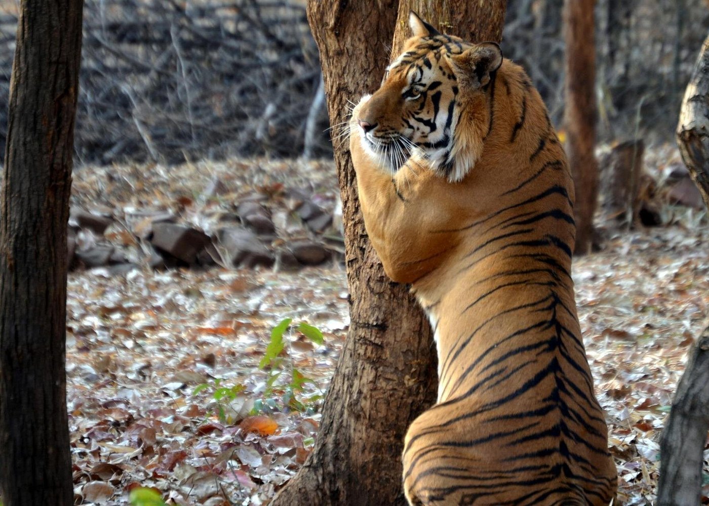 Safari luxe tigre et temple
