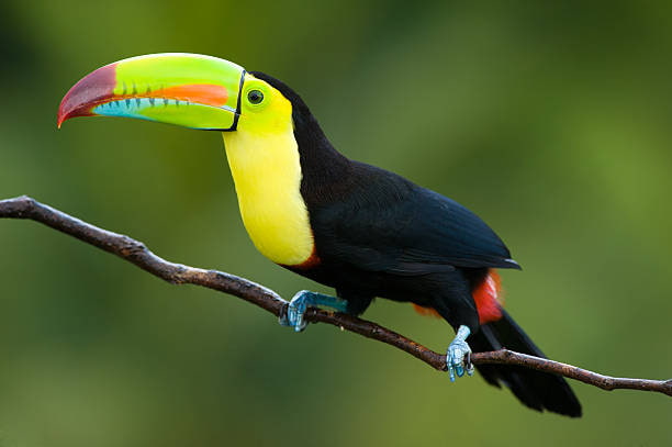 Toucan Monteverde