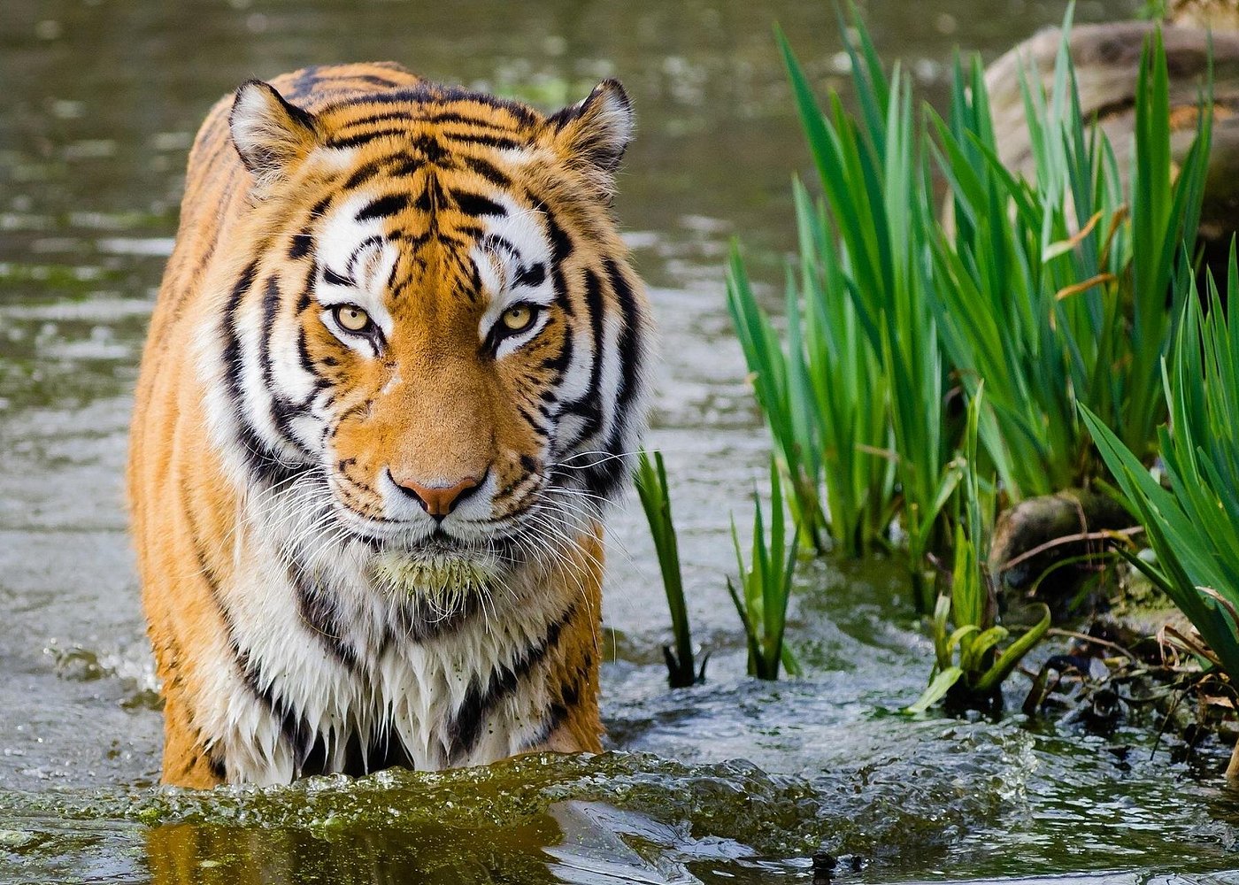 Triangle d'or + tigre