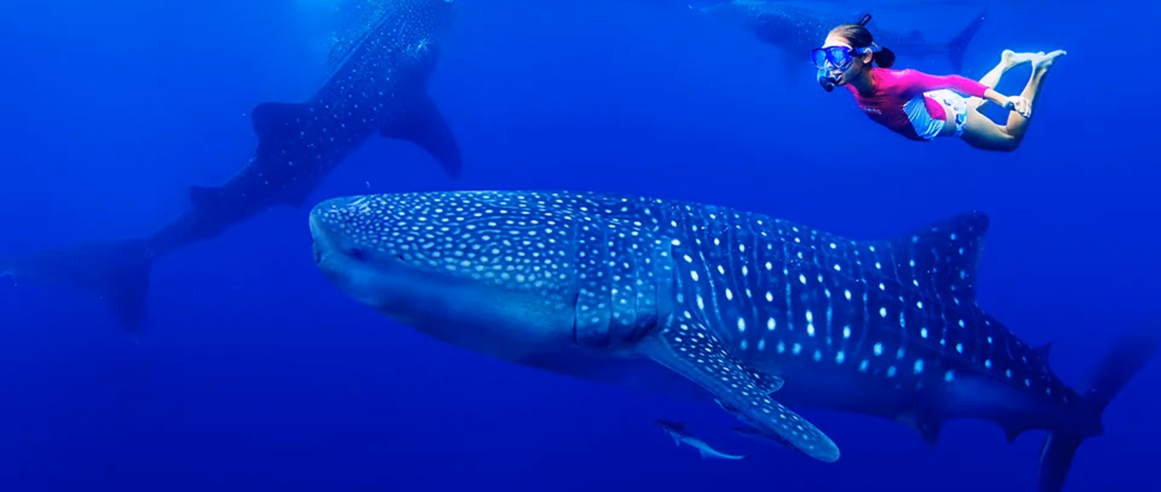 Requins-baleines Mexique