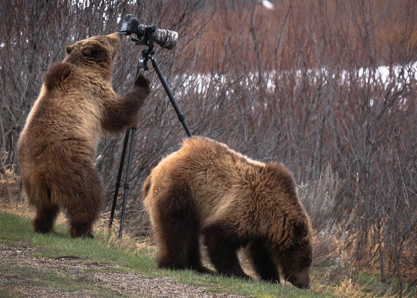 Visite privée faune Yellowstone