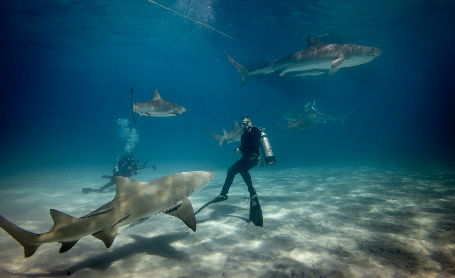 Plongée avec les requins