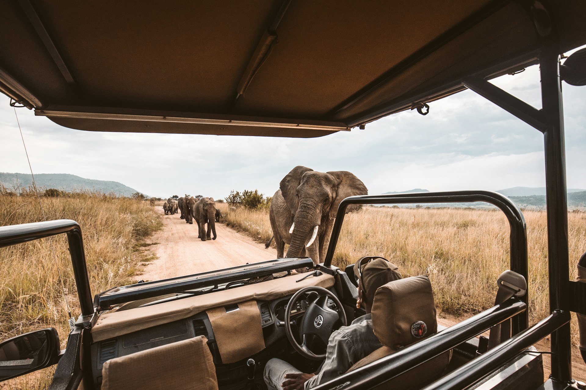 Safari en Afrique